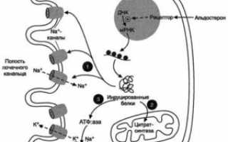 Что такое альдостерон и как он действует на организм?