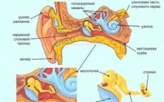 От чего появляется пульсирующий шум в ухе?